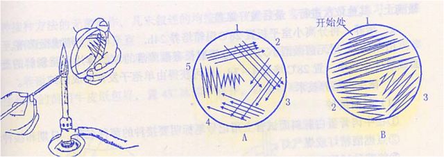 微生物检测常见接种方法操作要点汇总!